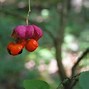 Image result for euonymus_verrucosa