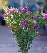 Bildergebnis für Polygala chamaebuxus Grandiflora