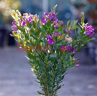 Image result for Polygala chamaebuxus Grandiflora