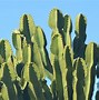 Image result for Cactus Desktop