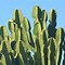 Image result for Cactus Pictures Free