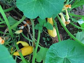 Image result for Squash Plant