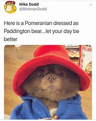 Image result for Pomeranian Meme