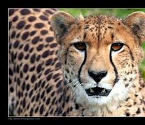 Image result for Cheetah Ears