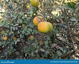 Image result for Lemon-Orange Hybrid