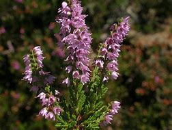 Calluna vulgaris に対する画像結果