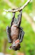 Image result for Cute Bat Photos