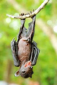 Image result for Baby Bat Hanging