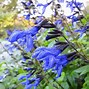 Image result for SALVIA BLACK AND BLUE