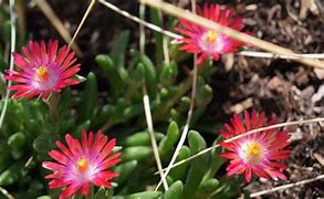 Image result for Ground Cover with Red Flowers and Veins