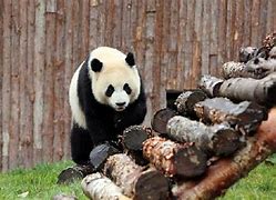 Image result for Ioiogui Panda Park