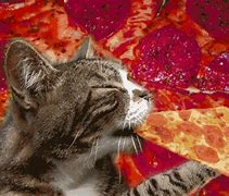 Image result for Pizza Crust Cat Meme