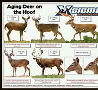 Image result for QDMA Deer Aging Chart