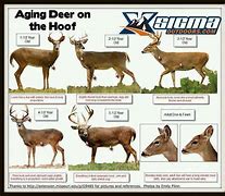 Image result for Deer Age Chart by Body