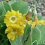 Image result for Primula marginata Holden Variety