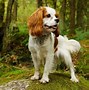Image result for cavalier