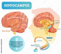hippocampal 的图像结果
