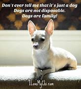 Image result for Chihuahua Meme