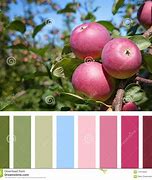 Image result for Apple Color Palette