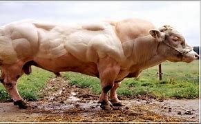 Image result for The Most Largest Animal in the World
