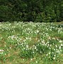Image result for Galanthus plicatus The Wizard