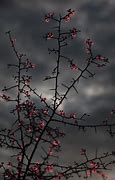 Image result for Thorns Aesthetic