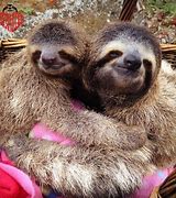 Image result for I Love Sloths
