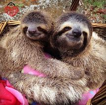Image result for Great Sloth