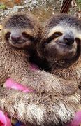 Image result for 2 Sloths