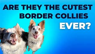 Image result for Short haired Collie