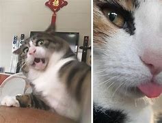 Image result for Funny Cat Face Edits