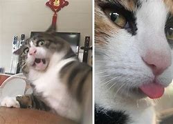 Image result for Cat Making Face