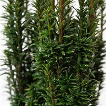 Image result for Taxus baccata Micro