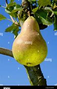 Image result for Concorde Pear
