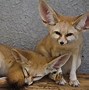 Image result for fenecwr