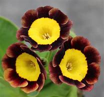 Image result for Primula auricula Tosca
