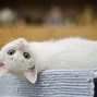 Image result for Cat Saying O