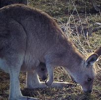 Kangaroo Island, Australia కోసం చిత్ర ఫలితం