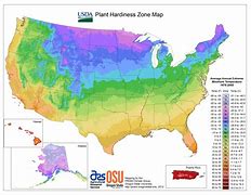 Image result for Zone 8 Flowers
