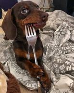 Image result for Funny Wiener Dog