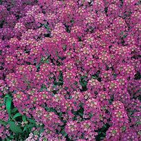Image result for Royal Carpet Flower