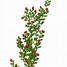 Image result for Flower Bush Clip Art