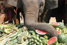 Image result for Elephant Eating Fruit