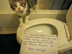 Image result for Crying Cat in Toilet Meme