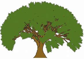 Image result for Oak Tree Cartoon