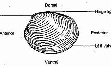 Image result for Anatomy of Clam
