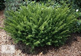 Image result for Taxus media Farmen