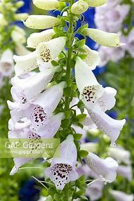 Image result for Digitalis purpurea camelot lavender