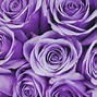Image result for iPhone 15 Purple Wallpaper