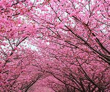 Image result for pink cherry blossom wallpaper